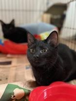Honeydew, Young Female Domestic Short Hair