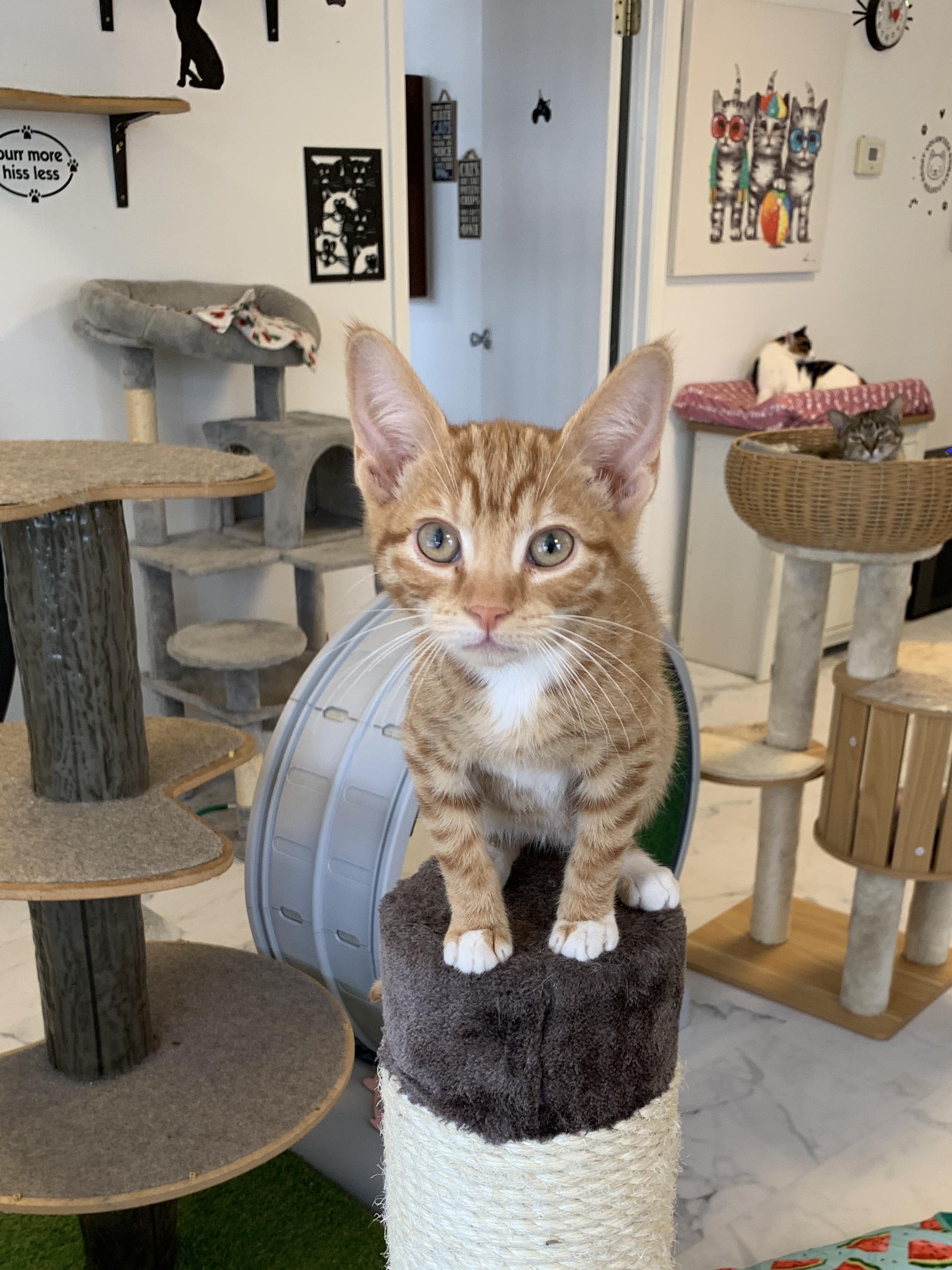 Pinto, ADOPTABLE, Young Male Domestic Short Hair.