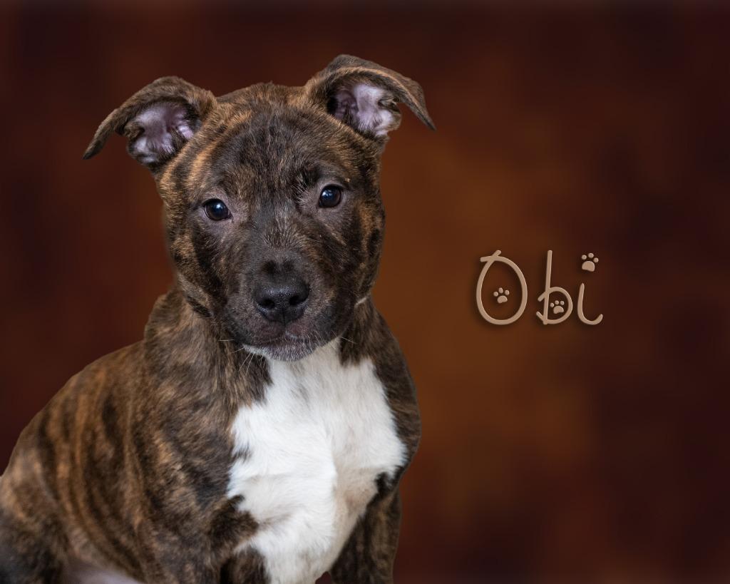 Obi , adopted, Puppy Male Pit Bull Terrier.