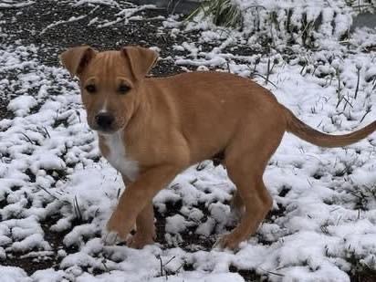 Enlarge Vienna, a Adoptable mixed breed in Colorado Springs, CO image 1/6
