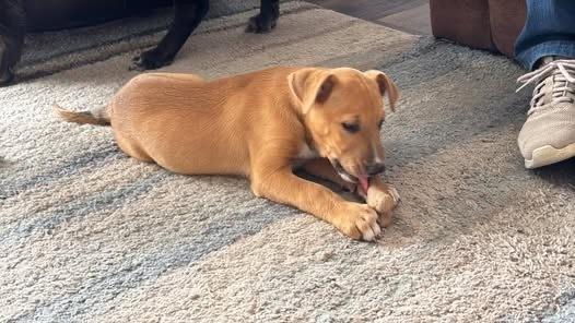 Enlarge Vienna, a Adoptable mixed breed in Colorado Springs, CO image 2/6
