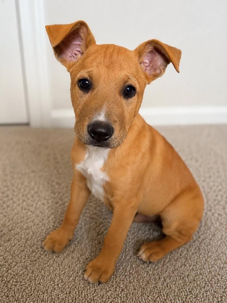 Enlarge Vienna, a Adoptable mixed breed in Colorado Springs, CO image 3/6