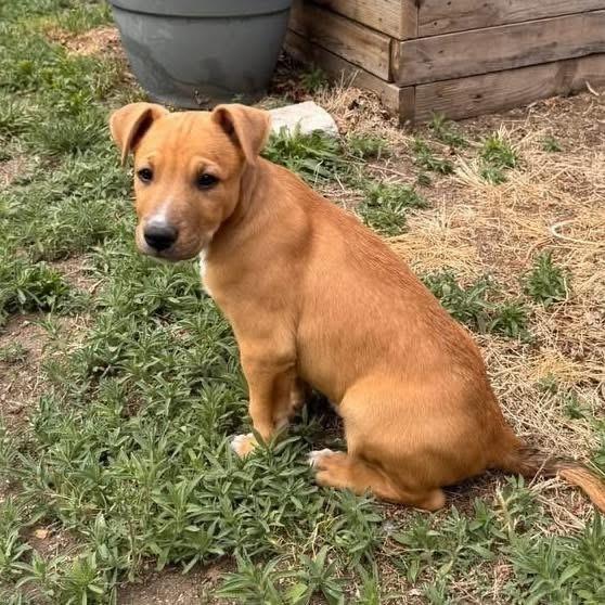 Enlarge Vienna, a Adoptable mixed breed in Colorado Springs, CO image 4/6