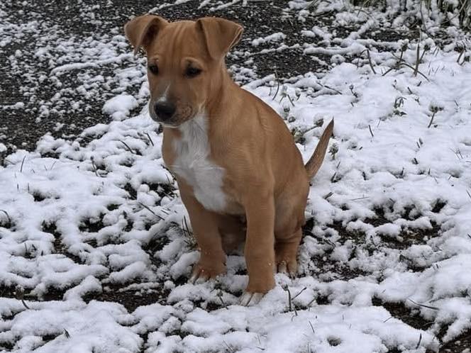 Enlarge Vienna, a Adoptable mixed breed in Colorado Springs, CO image 5/6