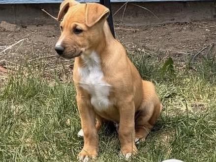 Enlarge Vienna, a Adoptable mixed breed in Colorado Springs, CO image 6/6