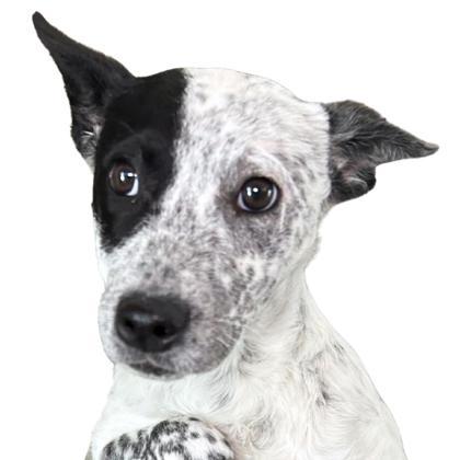 Enlarge Baby Doll, a Adoptable mixed breed in Reno, NV image 1/1