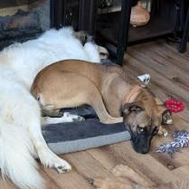 Enlarge Flint, a Adoptable mixed breed in Bentonville, AR image 1/6