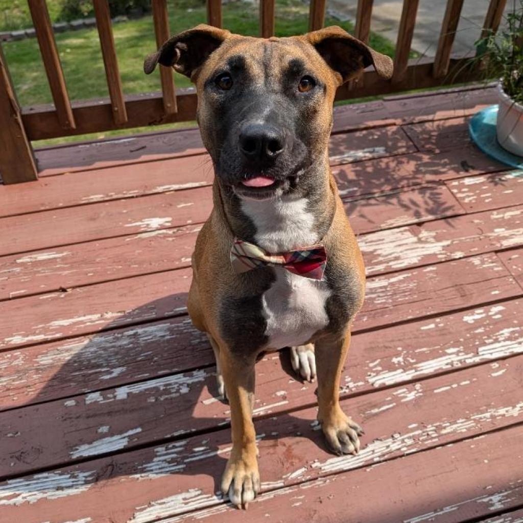 Enlarge Flint, a Adoptable mixed breed in Bentonville, AR image 2/6