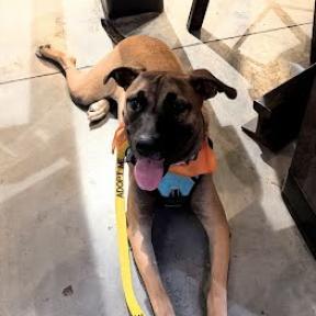 Enlarge Flint, a Adoptable mixed breed in Bentonville, AR image 4/6