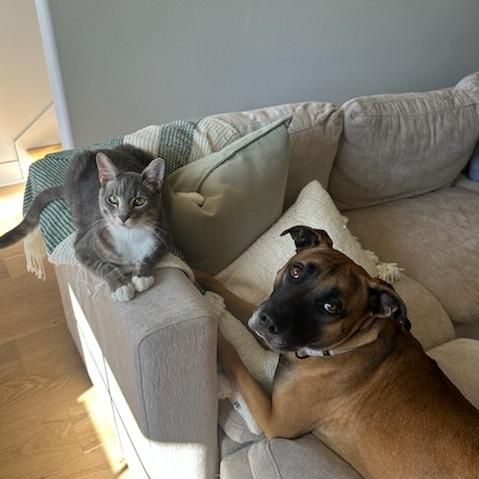 Enlarge Flint, a Adoptable mixed breed in Bentonville, AR image 5/6