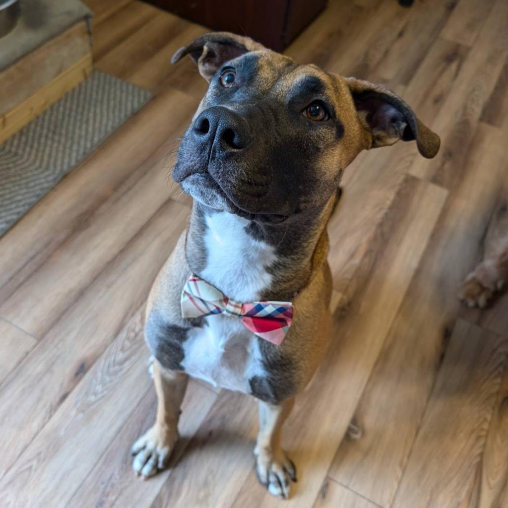 Enlarge Flint, a Adoptable mixed breed in Bentonville, AR image 6/6