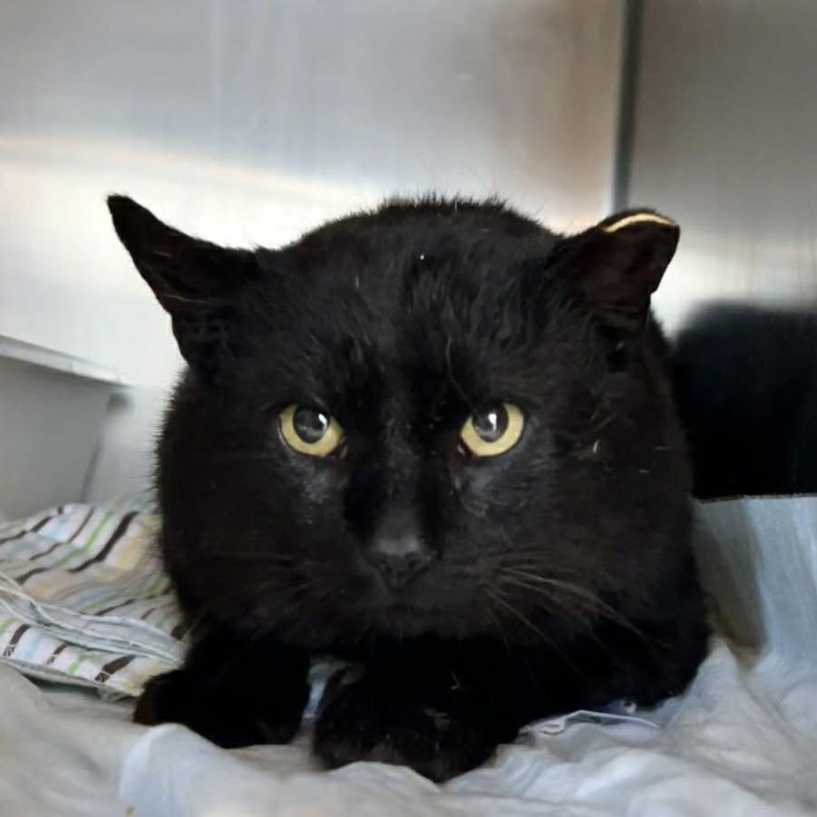 Judge, Adoptable, Adult Male Domestic Short Hair.