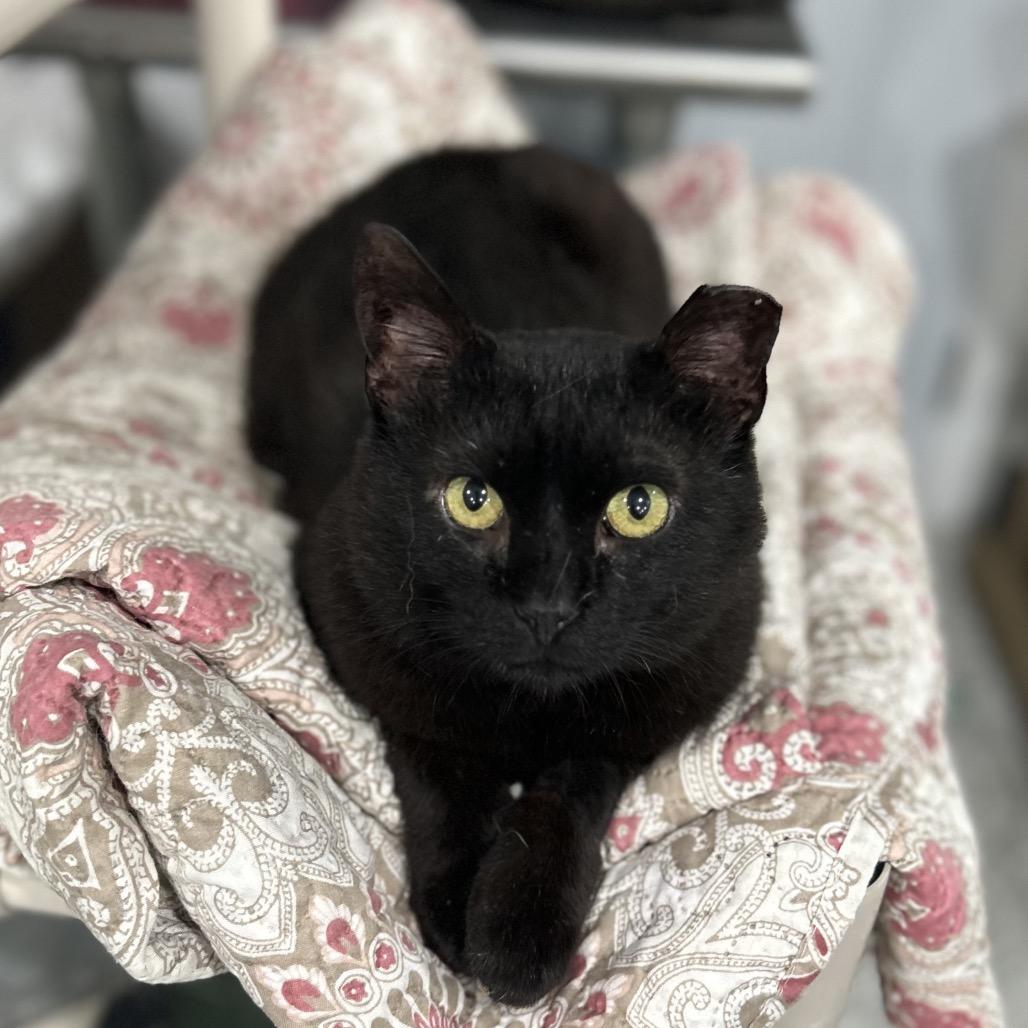 Enlarge Judge, a Adoptable Domestic Short Hair in Manheim, PA image 2/2