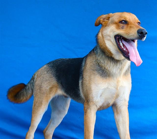 Enlarge OTTER PUP, a Adoptable German Shepherd Dog in Baldwin Park, CA image 1/1