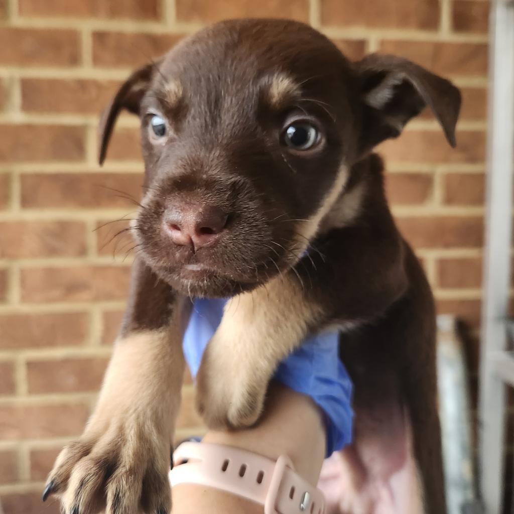 Falcon, Adoptable, Young Male Pit Bull Terrier.