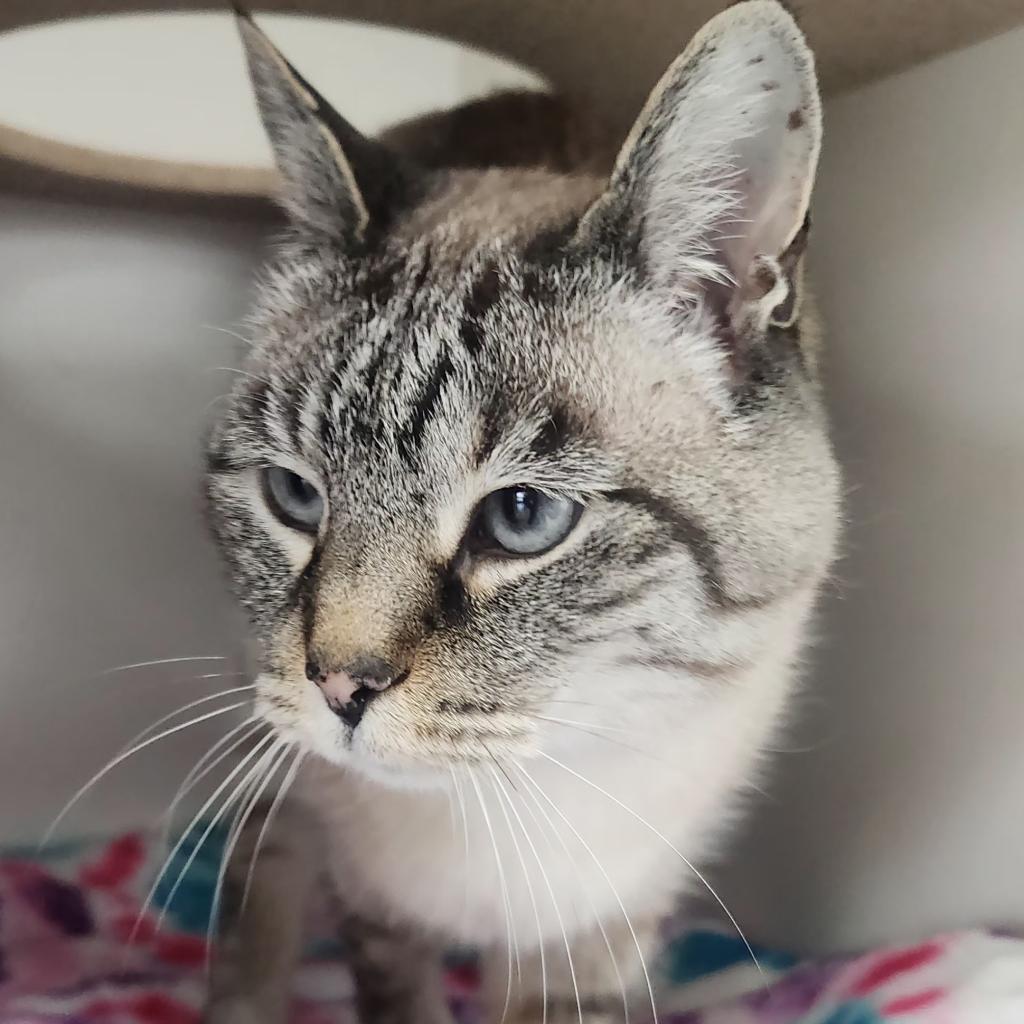 Daphne (Ruby), Adoptable, Senior Female Domestic Short Hair.