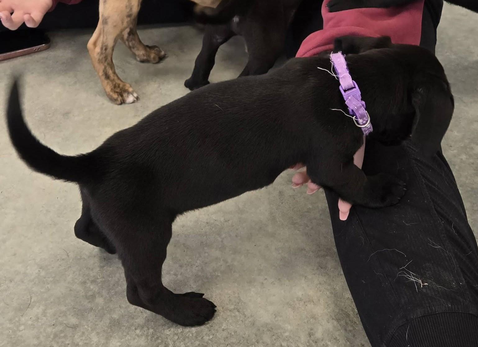 Enlarge Jewel, an adopted mixed breed in North Olmsted, OH image 2/2