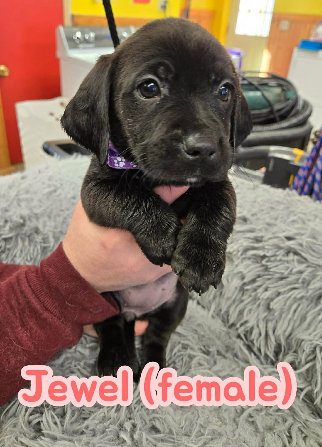 Jewel, adopted, Puppy Female Black Labrador Retriever & Labrador Retriever.