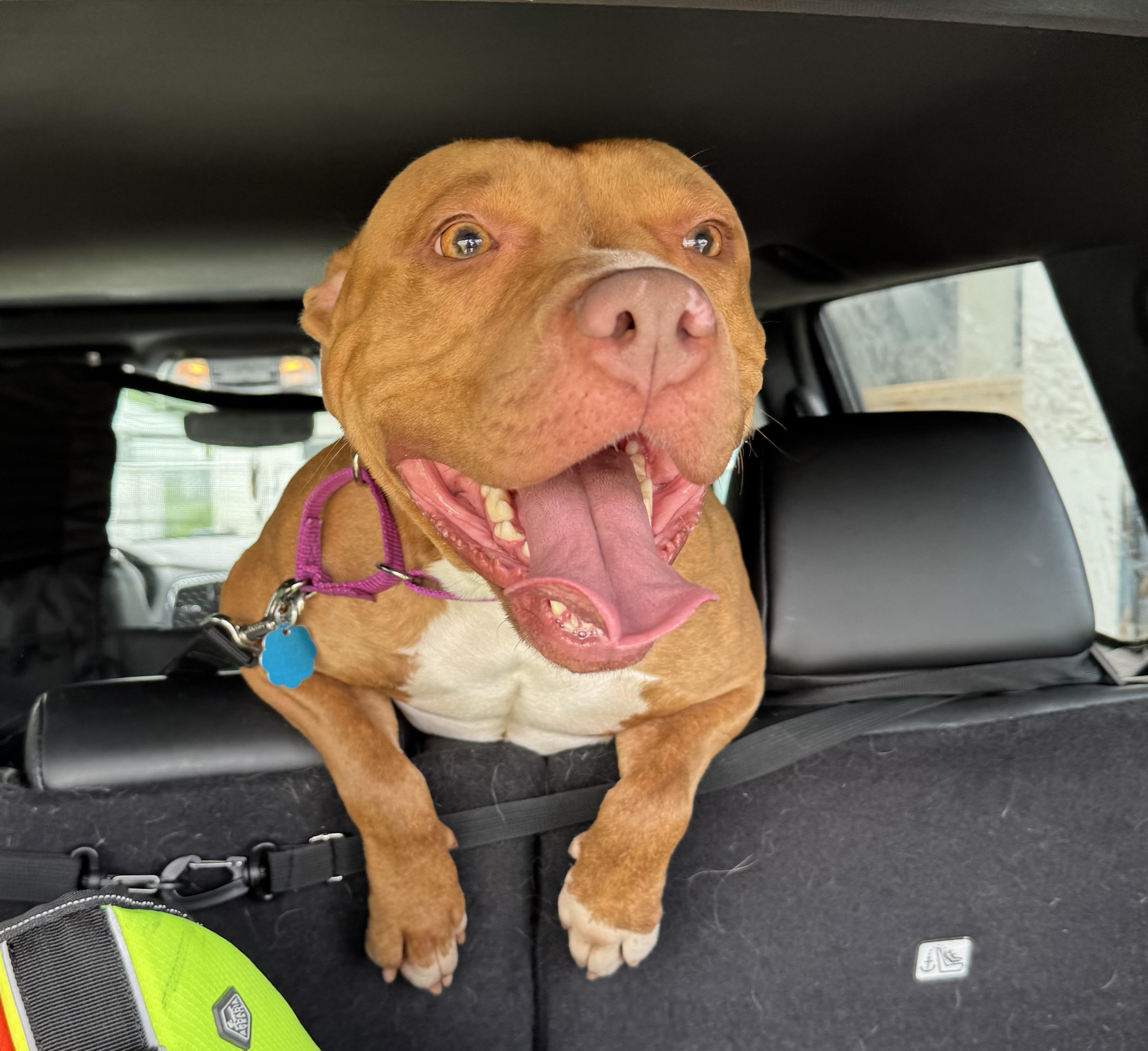 Enlarge Ruby, a Adopted mixed breed in Lyndhurst, OH image 1/5