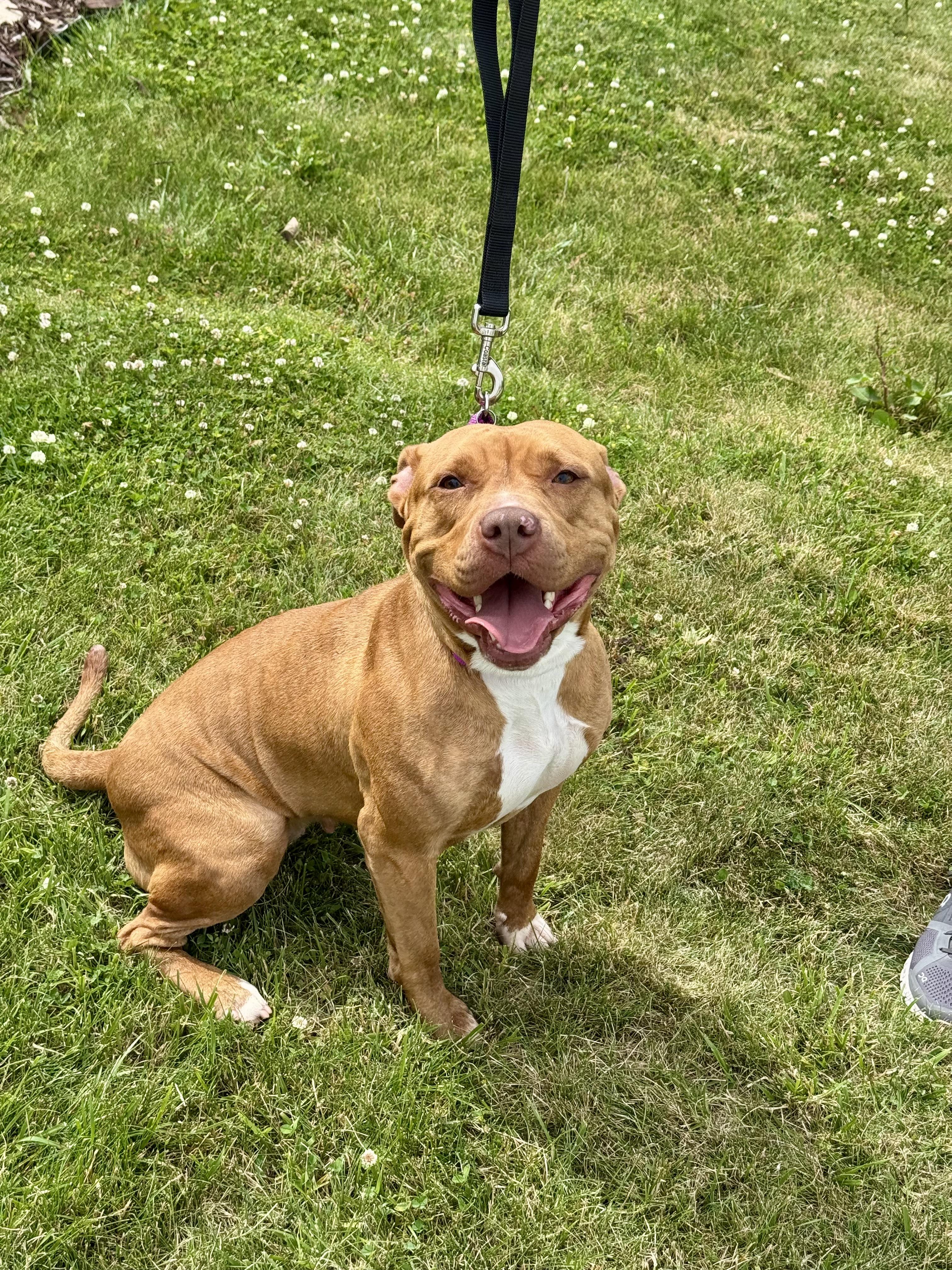 Enlarge Ruby, a Adopted mixed breed in Lyndhurst, OH image 2/5