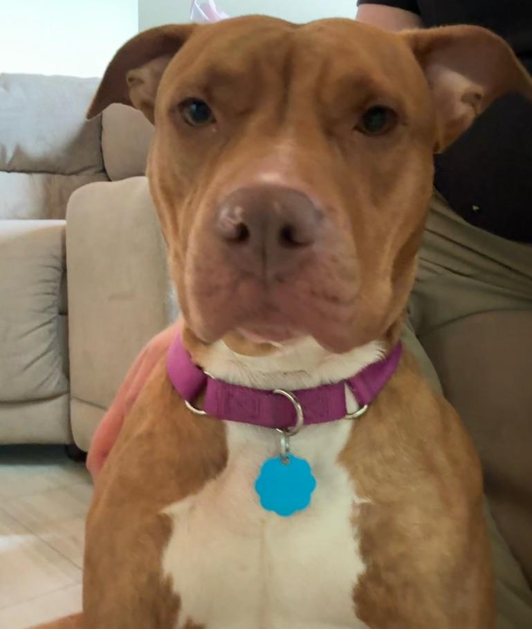 Enlarge Ruby, a Adopted mixed breed in Lyndhurst, OH image 4/5