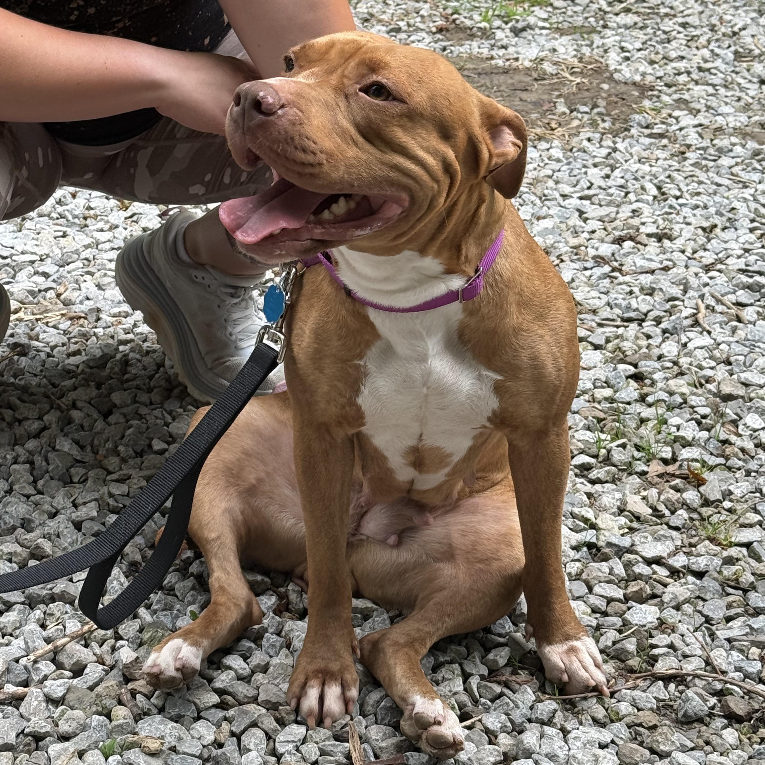 Enlarge Ruby, a Adopted mixed breed in Lyndhurst, OH image 5/5