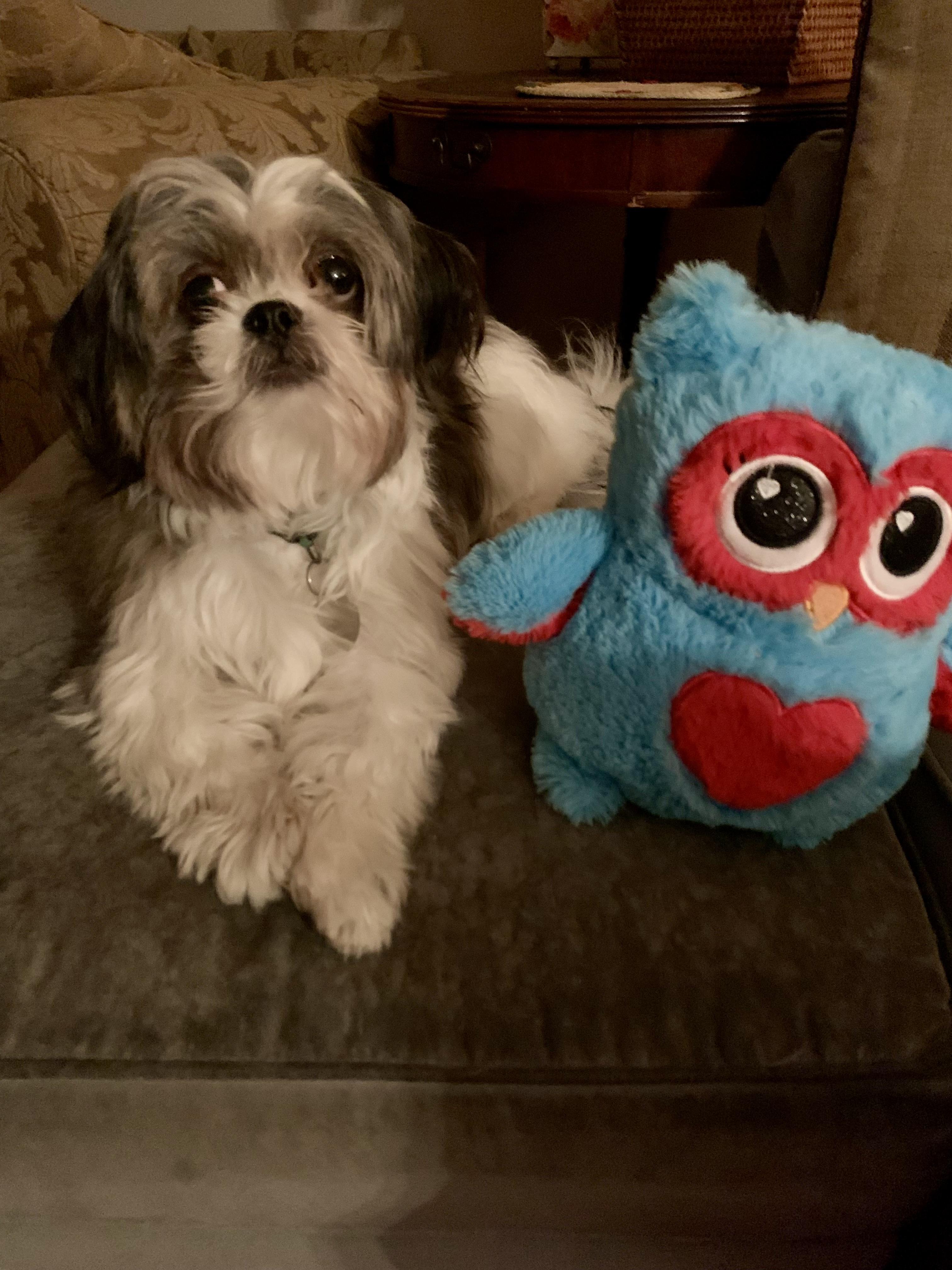 Pearl, Adopted, Adult Female Shih Tzu.