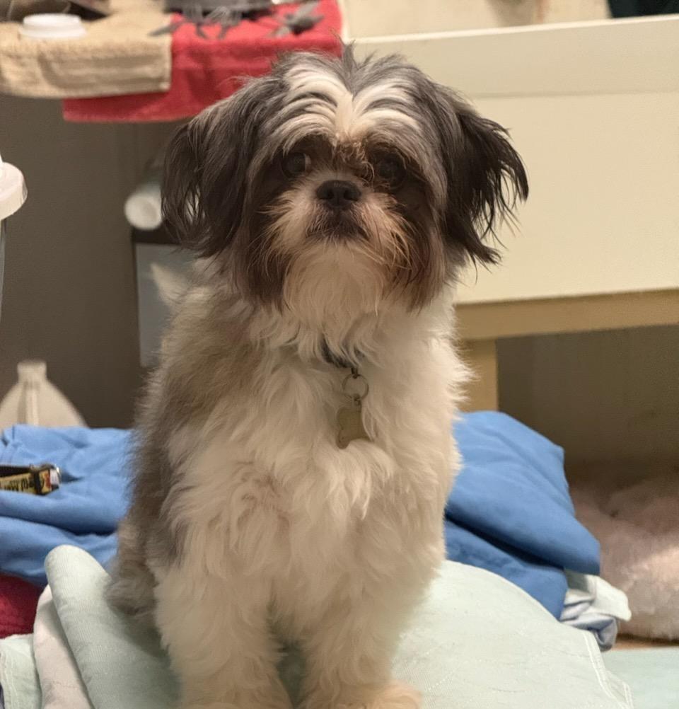Enlarge Pearl, a Adopted Shih Tzu in Richmond, VA image 2/3