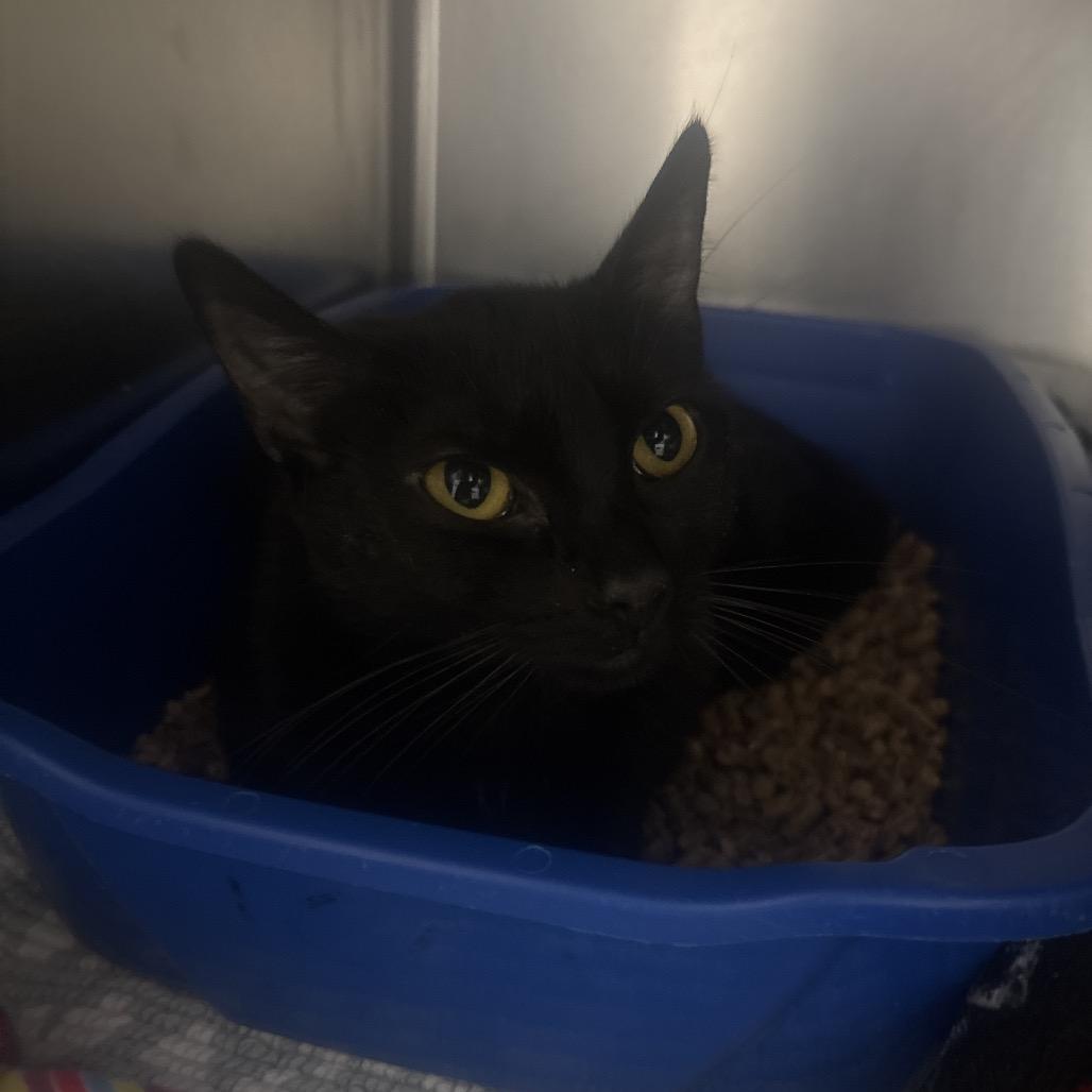 Enlarge May, a Adoptable Domestic Short Hair in Canastota, NY image 1/1