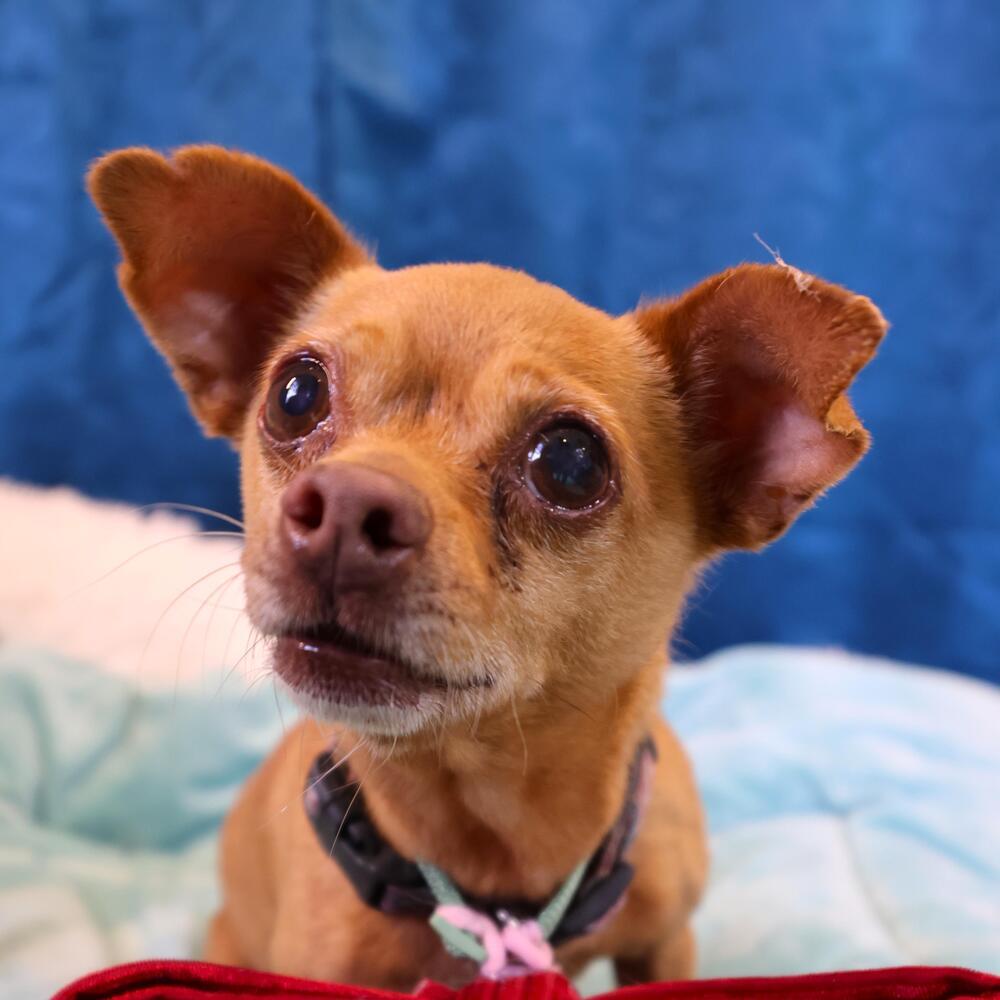 Happy, Adoptable, Adult Male Chihuahua.