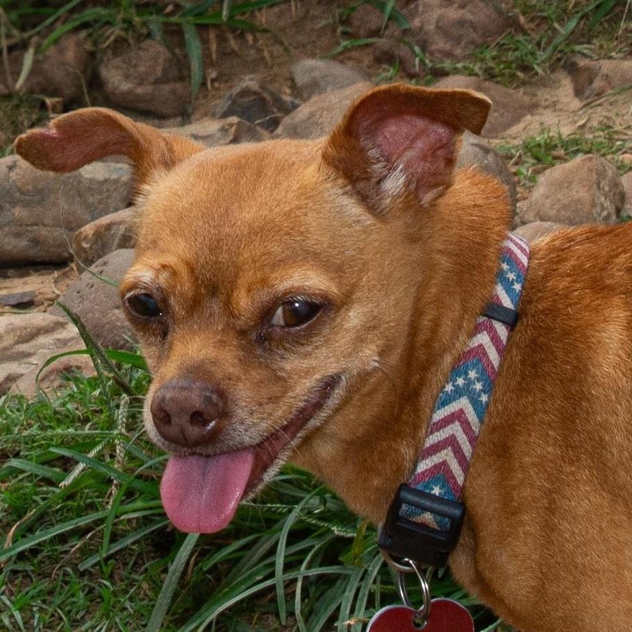 Enlarge Happy, a Adoptable mixed breed in Richmond, TX image 2/4