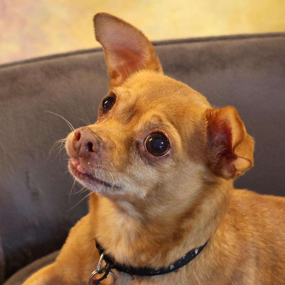 Enlarge Happy, a Adoptable mixed breed in Richmond, TX image 3/4