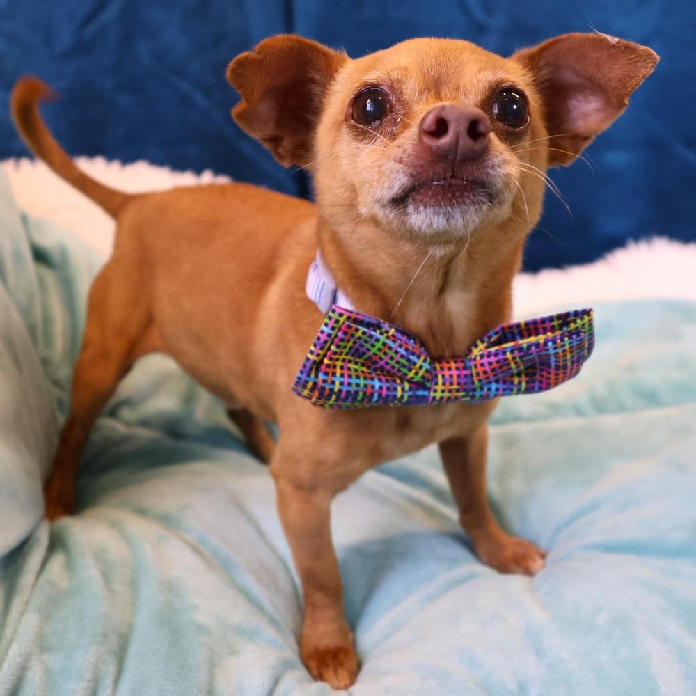 Enlarge Happy, a Adoptable mixed breed in Richmond, TX image 4/4