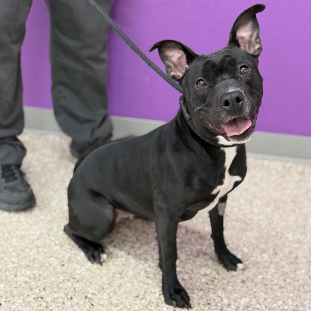 Enlarge Bunnie, a Adoptable mixed breed in Bullhead City, AZ image 1/1