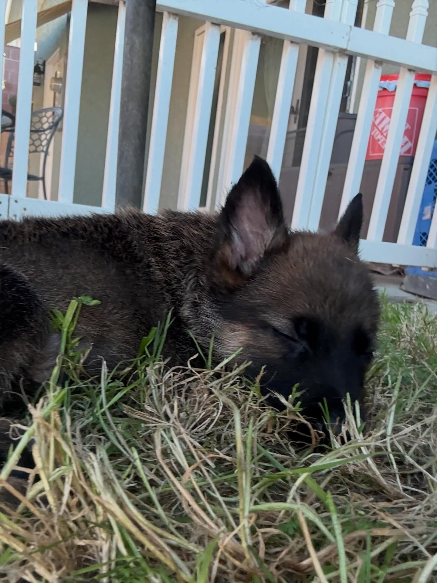 Cricket, Adopted, Puppy Female German Shepherd Dog.