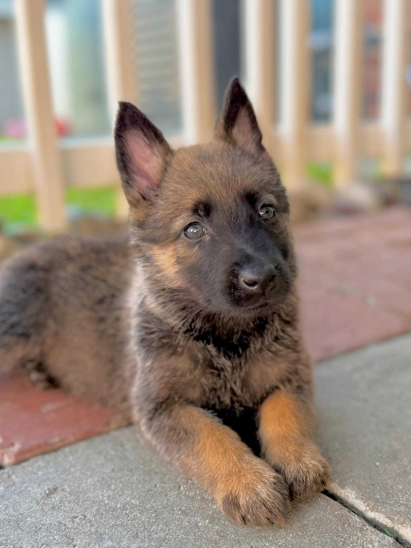 Enlarge Cricket, a Adopted German Shepherd Dog in Vancouver, WA image 2/5