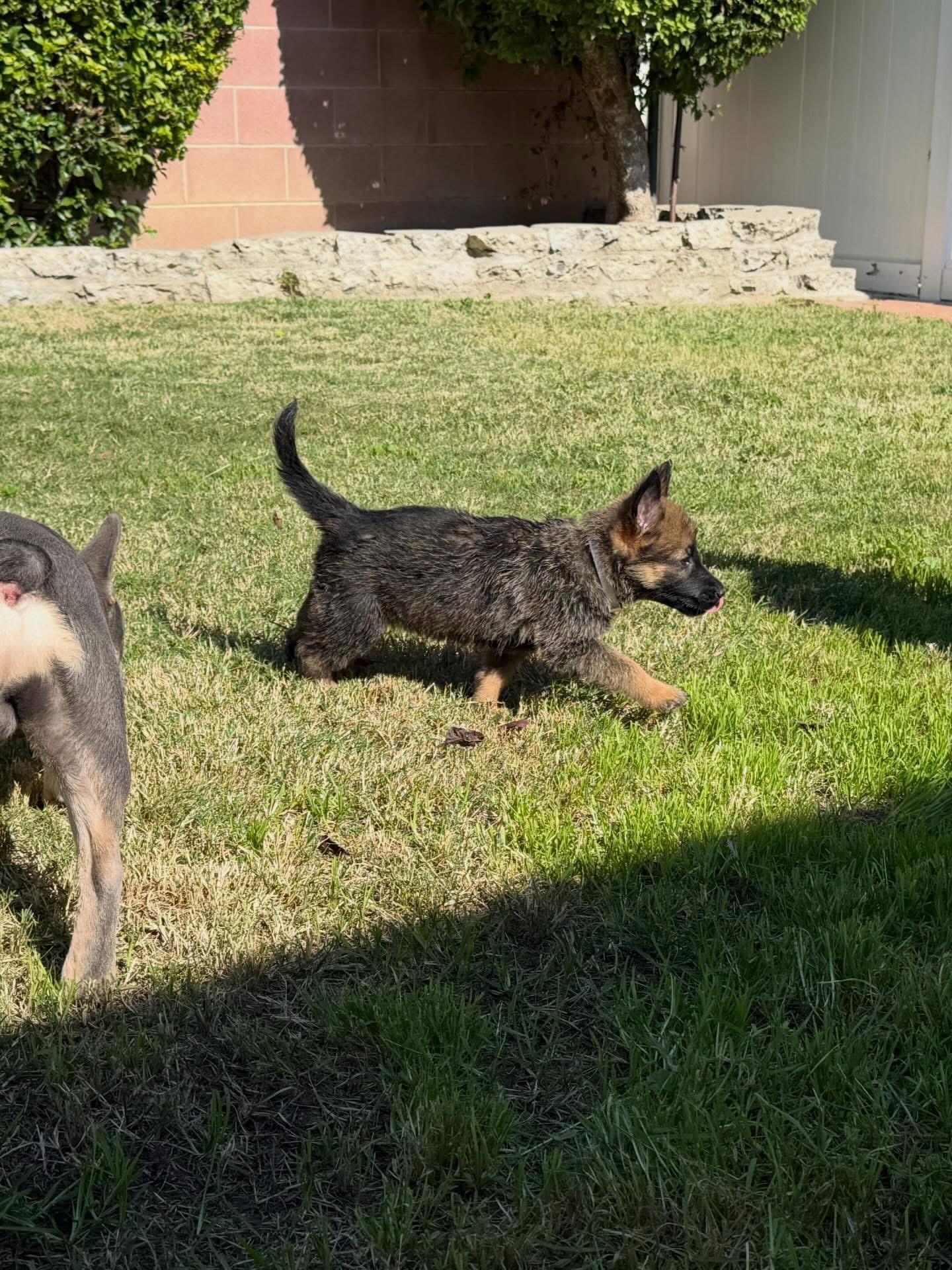 Enlarge Cricket, a Adopted German Shepherd Dog in Vancouver, WA image 4/5
