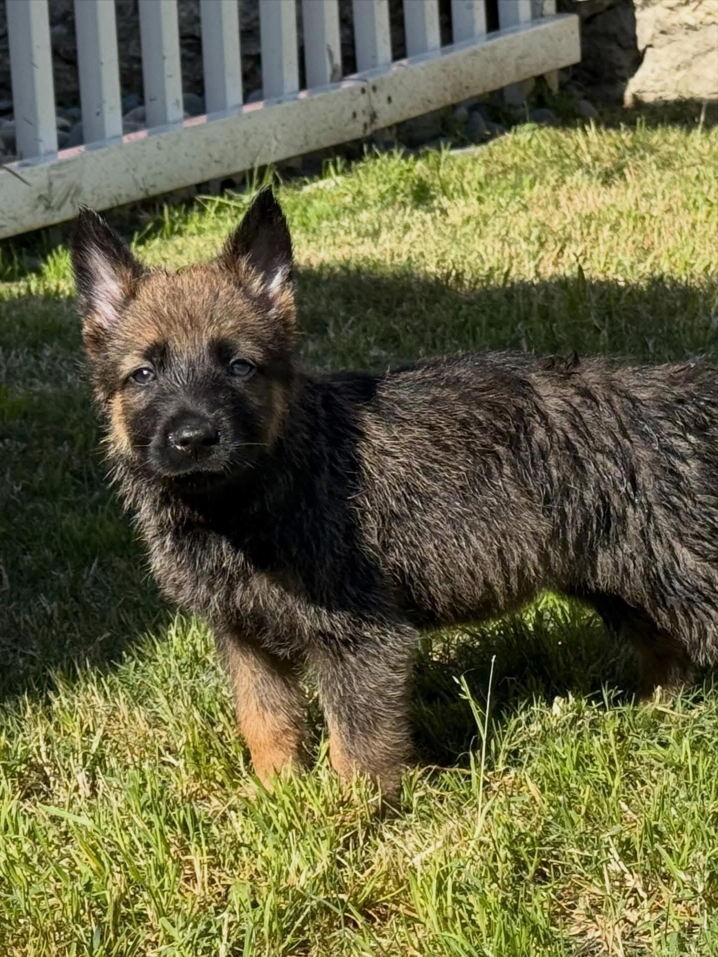 Enlarge Cricket, a Adopted German Shepherd Dog in Vancouver, WA image 5/5