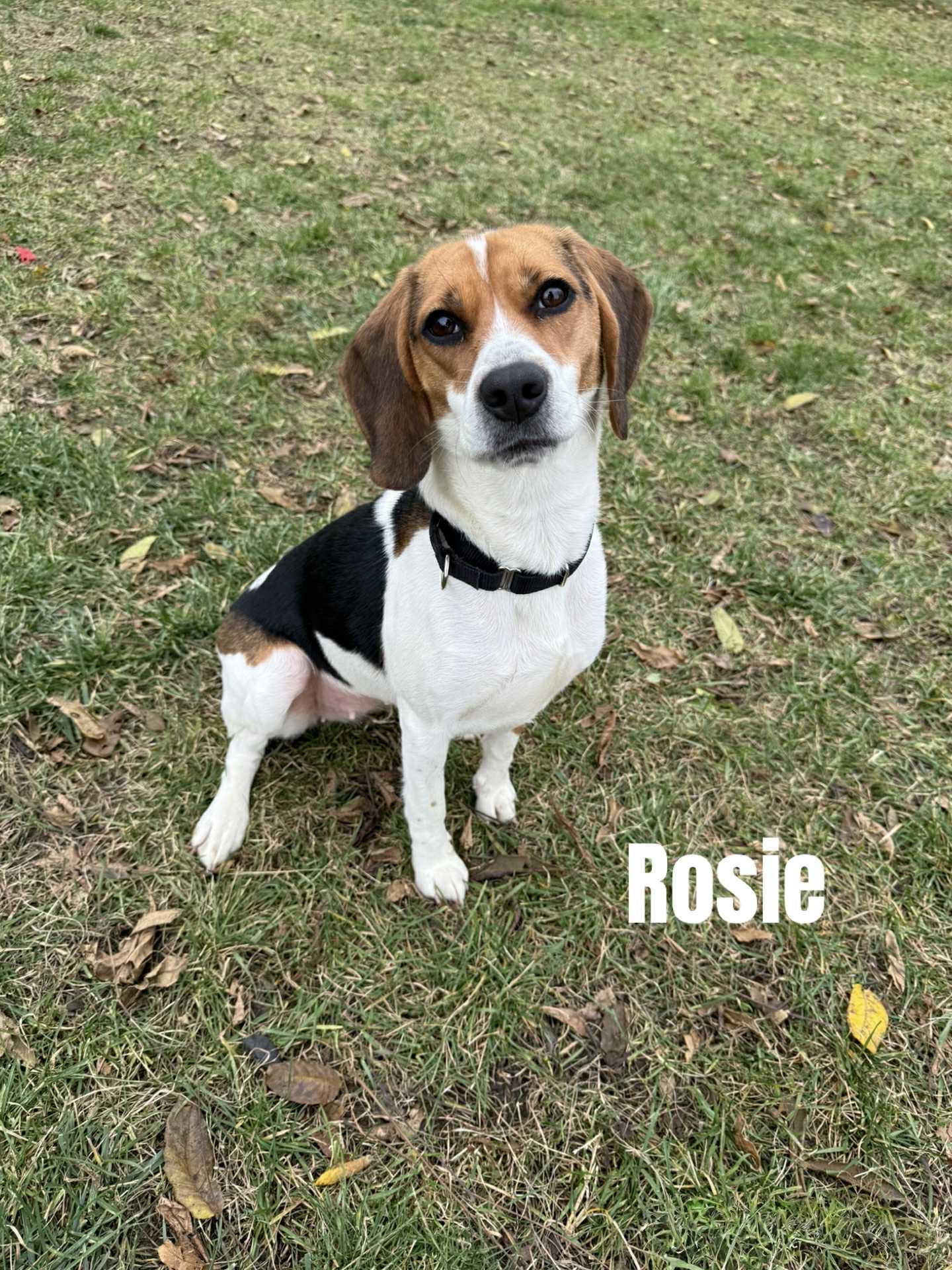 Rosie