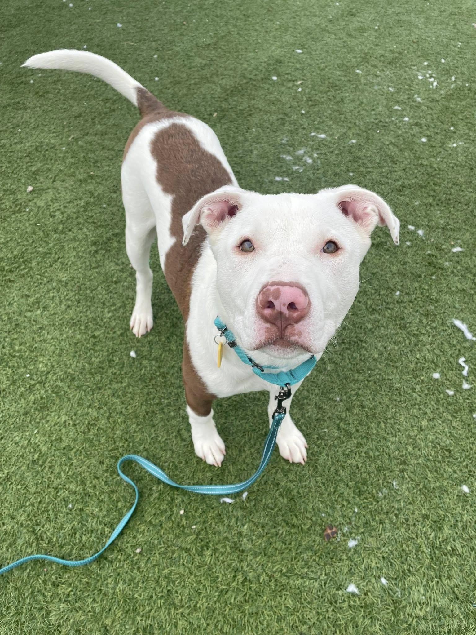 Enlarge Gilbert, an adopted mixed breed in Cleveland, OH image 1/3