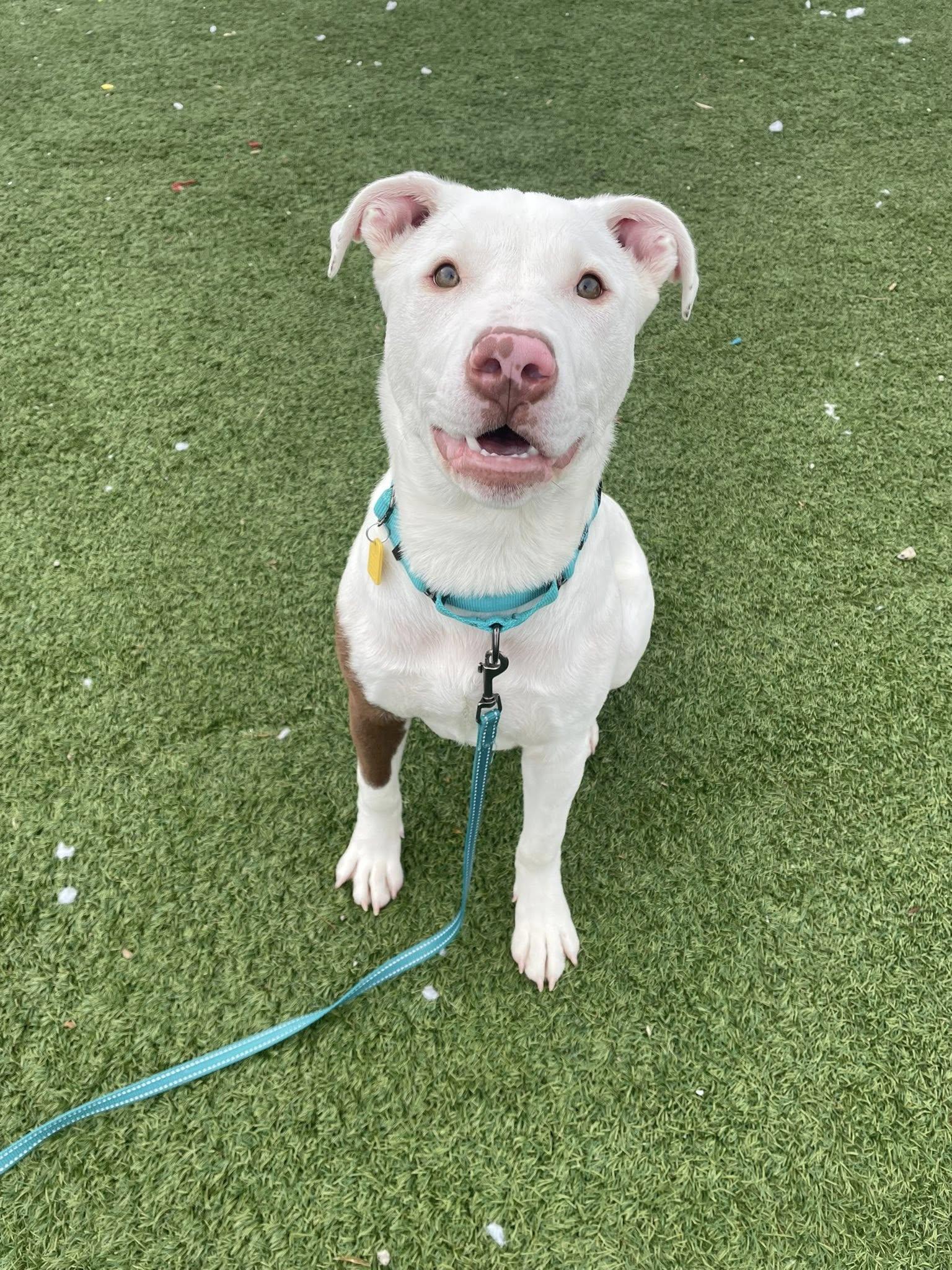 Enlarge Gilbert, an adopted mixed breed in Cleveland, OH image 3/3