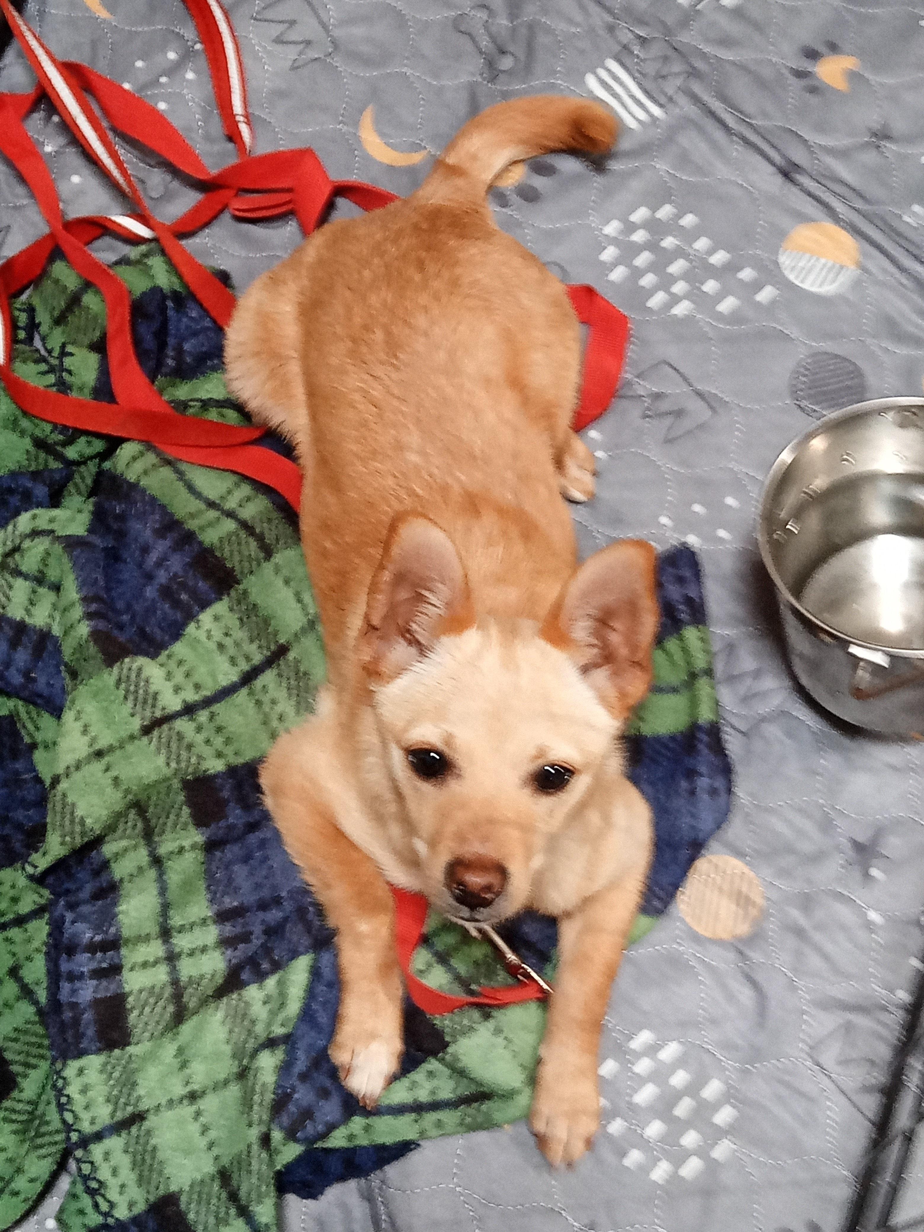 Tina, ADOPTABLE, Puppy Female Chihuahua.