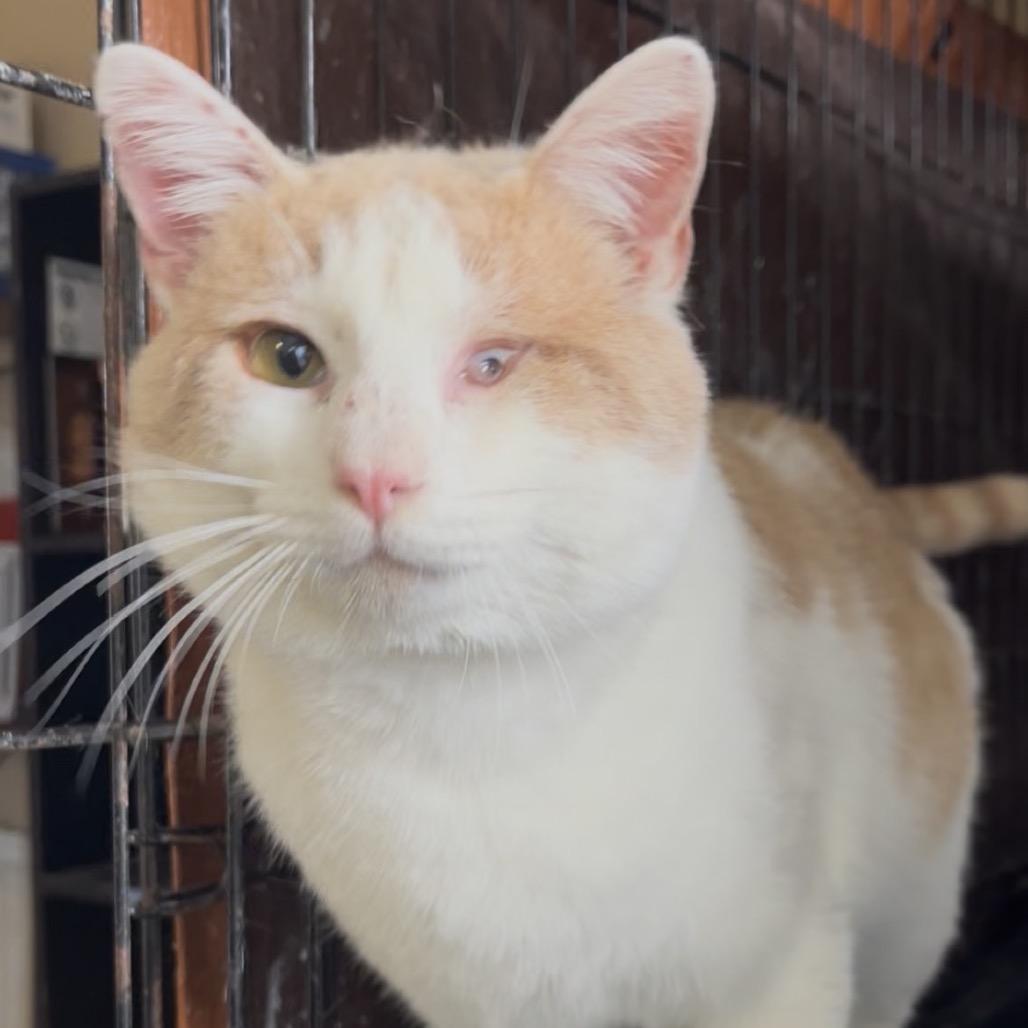 Ebeneezer, Adoptable, Adult Male Domestic Short Hair.