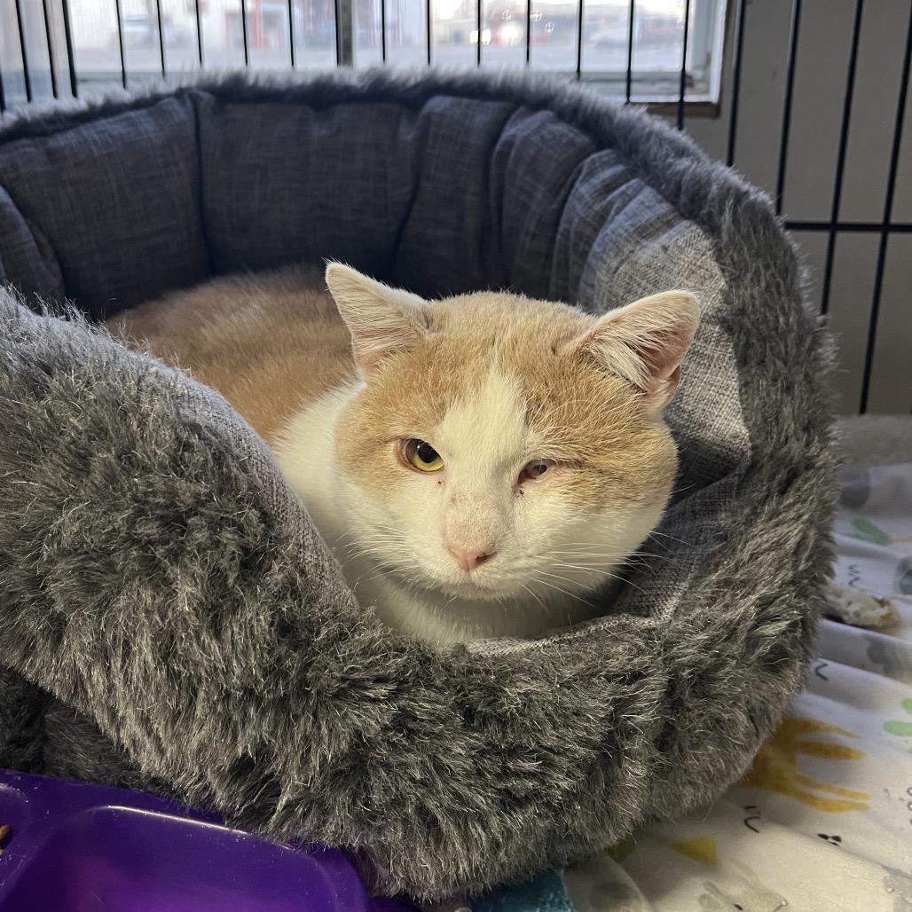 Enlarge Ebeneezer, a Adoptable Domestic Short Hair in Stephenville, TX image 2/6