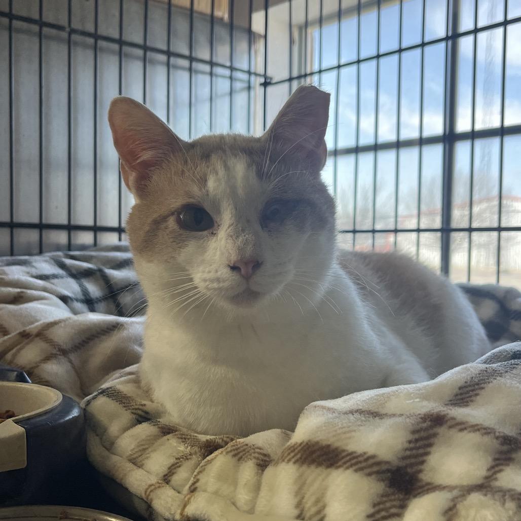 Enlarge Ebeneezer, a Adoptable Domestic Short Hair in Stephenville, TX image 3/6