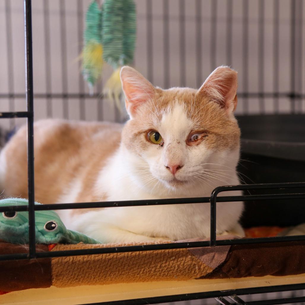 Enlarge Ebeneezer, a Adoptable Domestic Short Hair in Stephenville, TX image 4/6