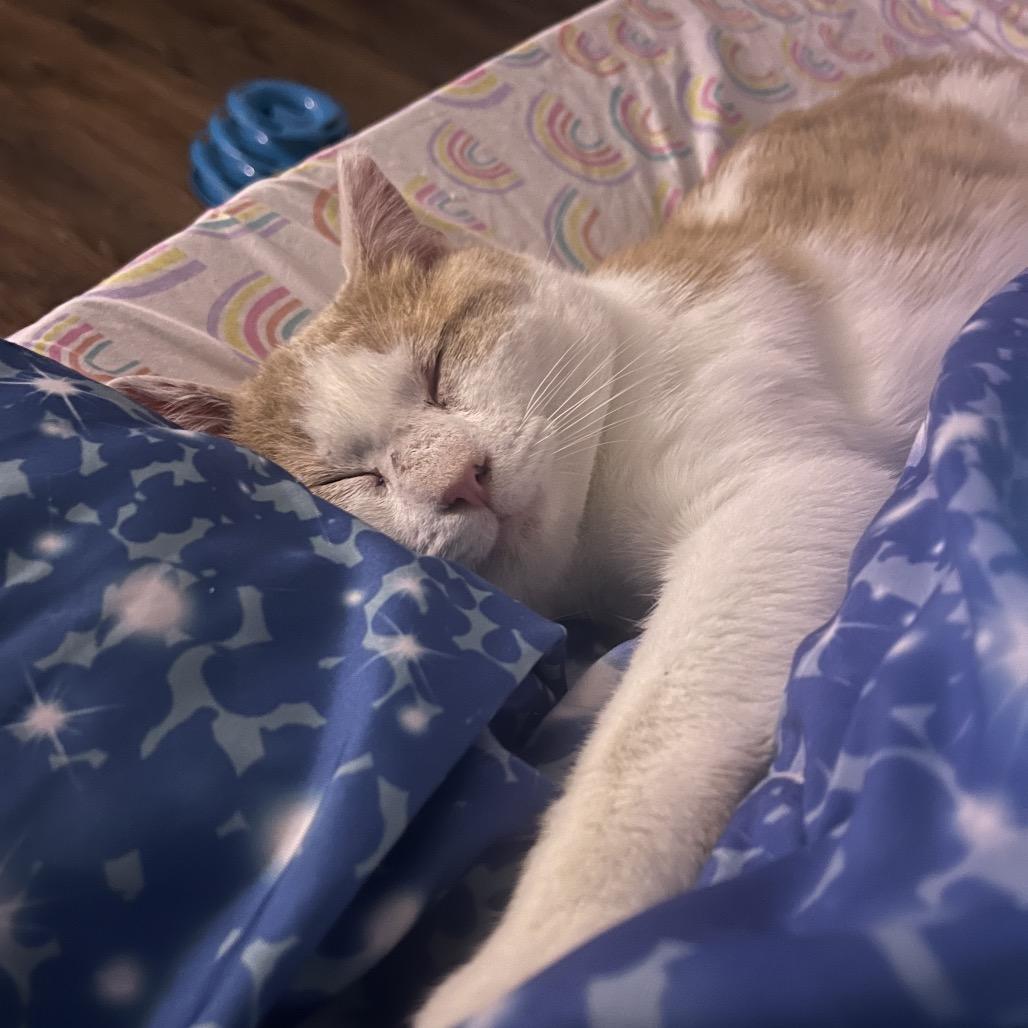 Enlarge Ebeneezer, a Adoptable Domestic Short Hair in Stephenville, TX image 5/6