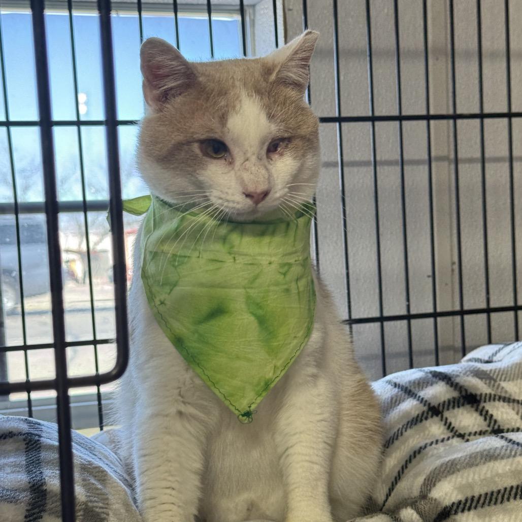 Enlarge Ebeneezer, a Adoptable Domestic Short Hair in Stephenville, TX image 6/6