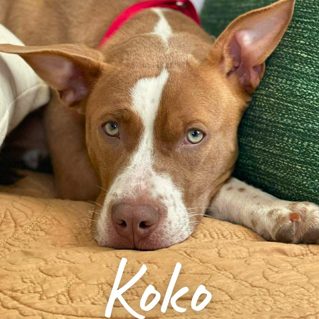 Koko, Adoptable, Young Female Mixed Breed.