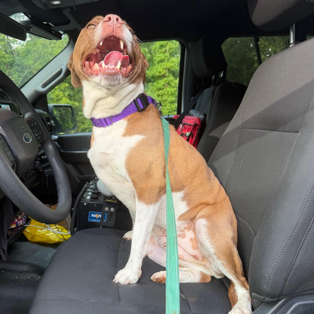 Enlarge Roo, a Adoptable mixed breed in Troy, VA image 1/6